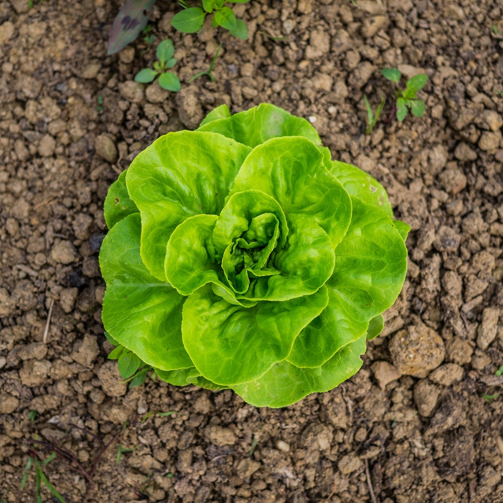 Cultivo